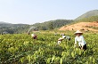 Cây “vàng trắng” hy vọng làm giàu trên đất Than Uyên